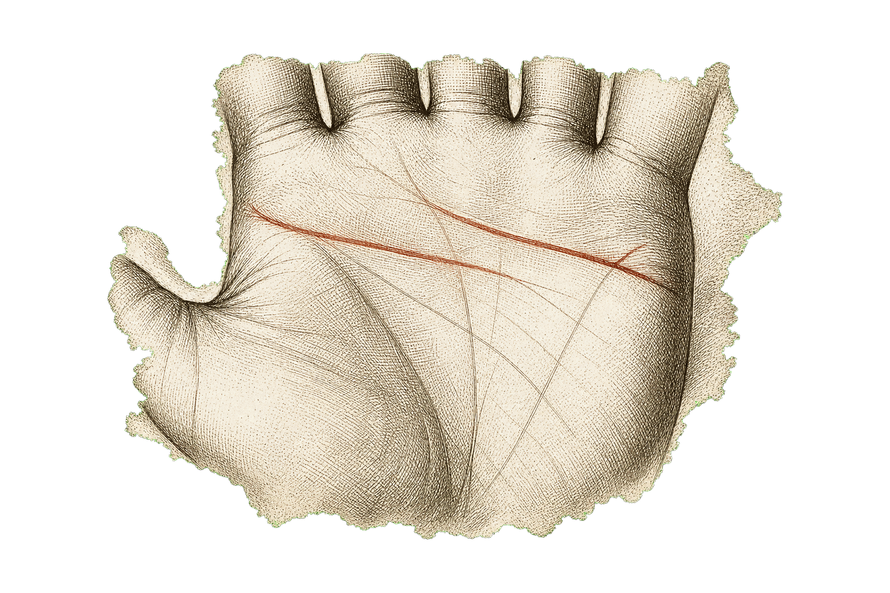 Engraved palm detail highlighting the heart line